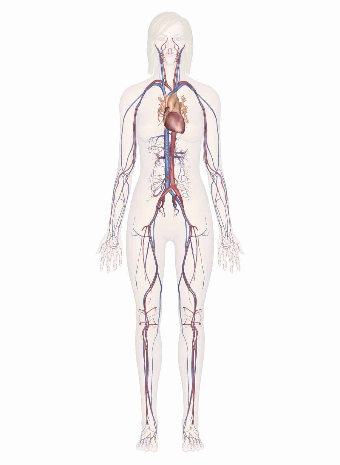 Effets des ventouses sur le système cardiovasculaire : ventousothérapie sanguine